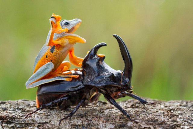 Frog-Riding-Beetle-1